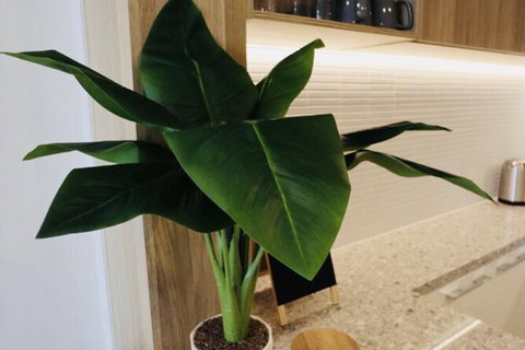 Homely Apartments In Southbank - Holiday Sunshine Coast 1