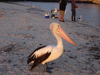 Selene Holiday Apartment AtWest Beach - Holiday Sunshine Coast 6