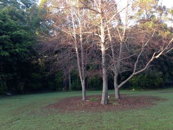 Boambee Retreat - Sunshine Coast Tourism 4