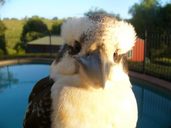 Belle La Vie B & B - Holiday Sunshine Coast 3