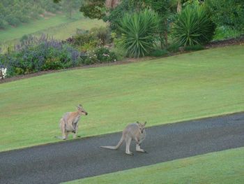 Belle La Vie B & B - Holiday Sunshine Coast 5