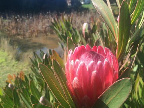Creswick Cabin Retreat - Holiday Sunshine Coast 0