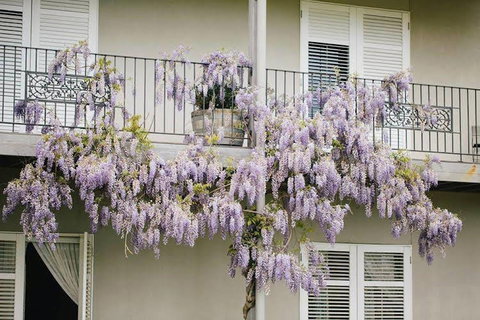 Lindenwarrah At Milawa - Holiday Sunshine Coast 4