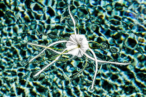 The Bay - Holiday Sunshine Coast 4