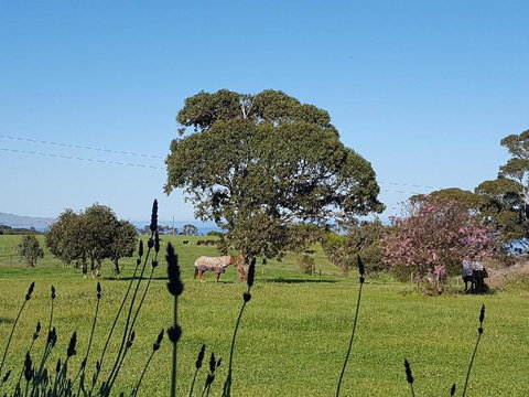 Dees Villa Bed & Breakfast - Sunshine Coast Tourism 6