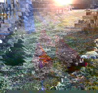 Bryn Glas Farm Stay - Holiday Sunshine Coast