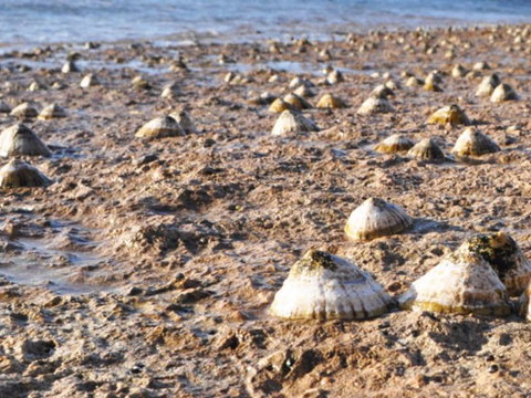 Port Lincoln Holiday Apartments - Sunshine Coast Tourism 5