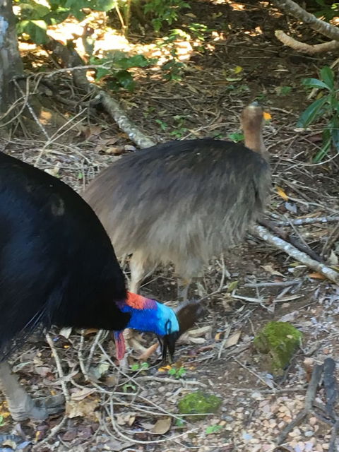 Licuala Lodge - Holiday Sunshine Coast 1