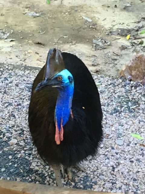 Licuala Lodge - Holiday Sunshine Coast 0