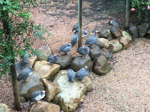 Licuala Lodge - Holiday Sunshine Coast 4