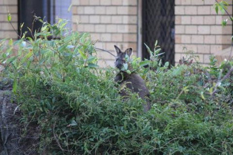 Bicheno S Ocean View Retreat - Sunshine Coast Tourism 6