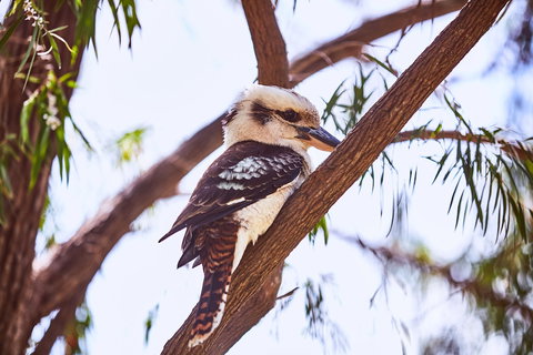 Lorne Foreshore Caravan Park - Holiday Sunshine Coast 3