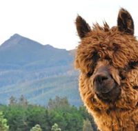 Maydena Mountain Cabins - Sunshine Coast Tourism