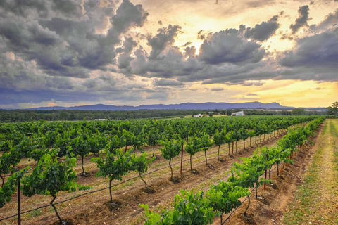 Adina Vineyard - Holiday Sunshine Coast 3
