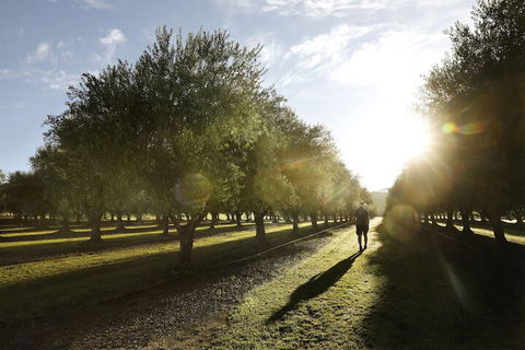 Adina Vineyard - Holiday Sunshine Coast 2