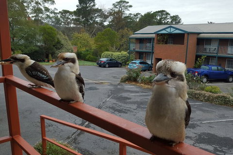 Hepburn Springs Motor Inn - Sunshine Coast Tourism 6