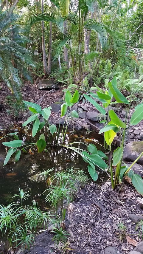 Hunchy Hideaway - Holiday Sunshine Coast 1