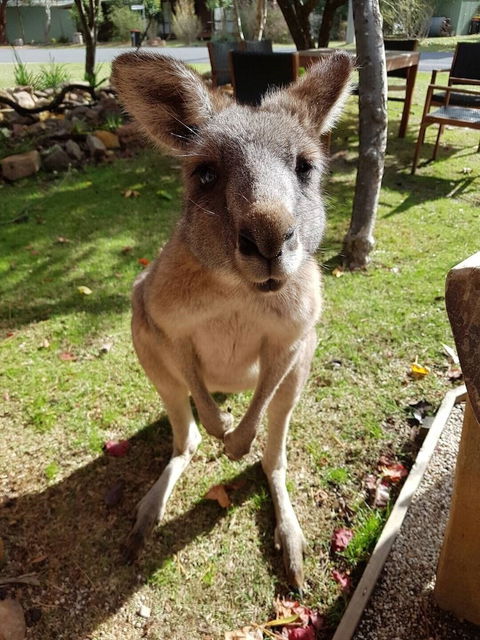 Grampians Eco YHA - Hostel - Holiday Sunshine Coast 1