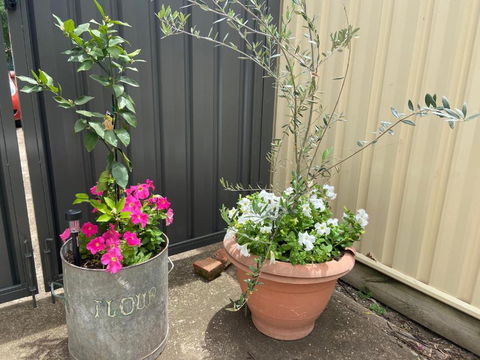 Bendigo Backpackers - Holiday Sunshine Coast 2