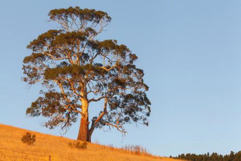 2 Dukes Daylesford - Sunshine Coast Tourism 5