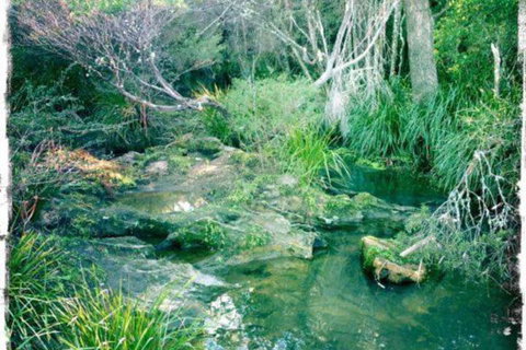 Twin Falls Bush Cottages - Holiday Sunshine Coast 2