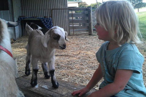 Fernleigh Farmstay & Bike Park - Sunshine Coast Tourism 5