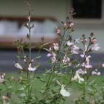 Serendipity On Allyn - Sunshine Coast Tourism 1