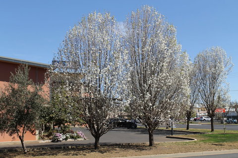 Forbes Victoria Inn - Holiday Sunshine Coast 1
