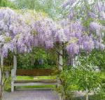 Amelina Cottages - Sunshine Coast Tourism