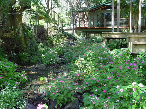 Treetops Accommodation Montville - Holiday Sunshine Coast 4