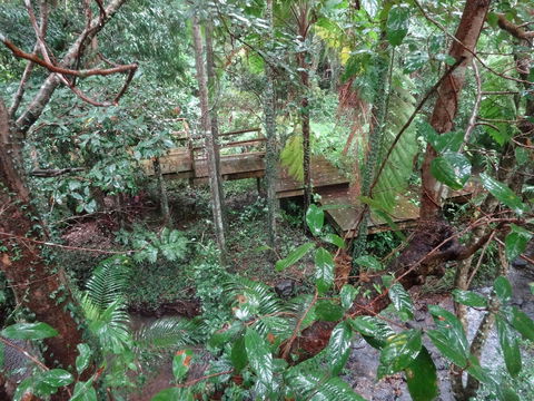 Treetops Accommodation Montville - Holiday Sunshine Coast 5
