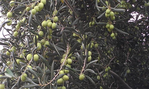 Goolgowi Highway Motel - Sunshine Coast Tourism 6