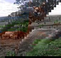 Morella Farm Stay - Sunshine Coast Tourism