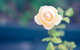 Bed Of Roses - thumb 5