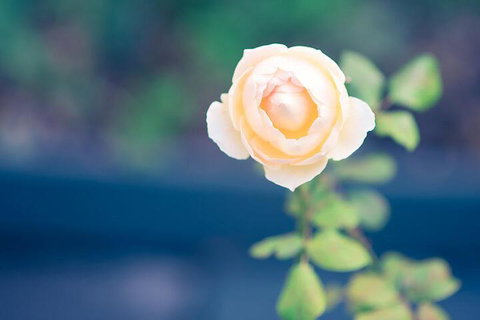 Bed Of Roses - Holiday Sunshine Coast 5