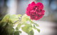 Bed Of Roses - thumb 6