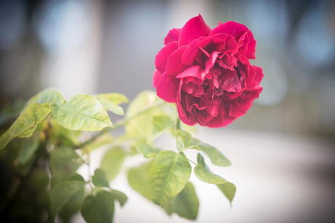 Bed Of Roses - Holiday Sunshine Coast 6