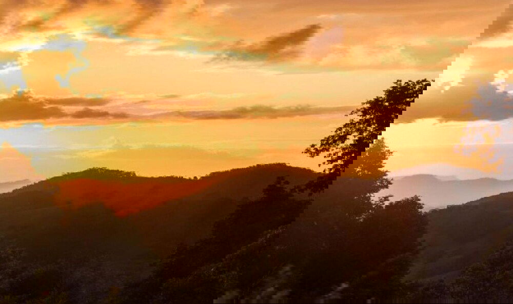 Black Mountain QLD Sunshine Coast Tourism
