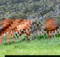 Hill Top Country Guest House