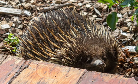Flowerdale Estate - Holiday Sunshine Coast 3