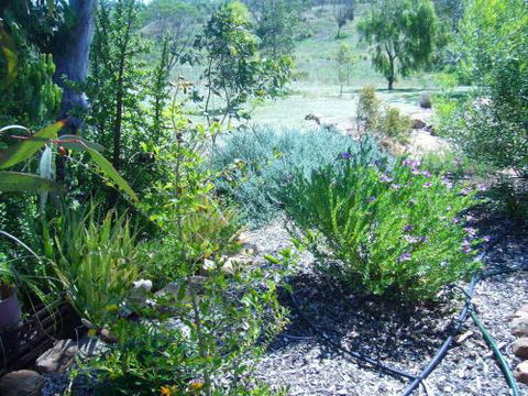 Old Miners Cottages Bed & Breakfast - Sunshine Coast Tourism 3