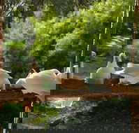 The Burrow At Wombat Bend - Holiday Sunshine Coast