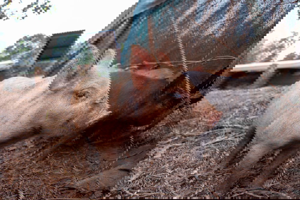  Sunshine Coast Tourism