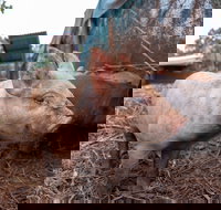 Batchelor Butterfly Farm - Sunshine Coast Tourism