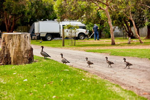 Kennett River Family Caravan Park - Holiday Sunshine Coast 5