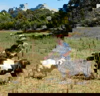 Country Cottages of Bridgetown - Holiday Sunshine Coast