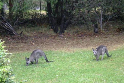 Wombatalla - Holiday Sunshine Coast 7