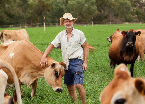 Dairymans Cottage - Sunshine Coast Tourism 3