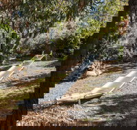 Monigatti - Sunshine Coast Tourism