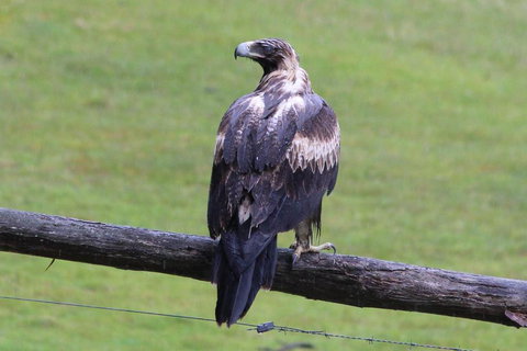 Cherryview Cygnet - Sunshine Coast Tourism 2